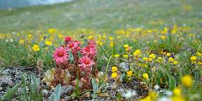 ZermattBlumen ZermattBlumen