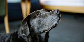 Zimmer für Hunde Zimmer für Hunde